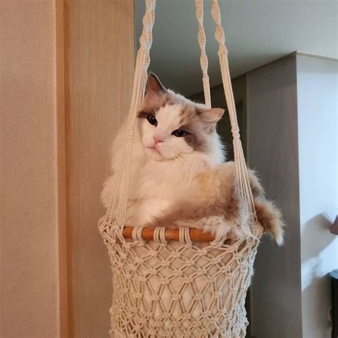 nama kucing kang min hyuk