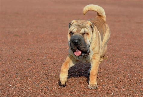 Dog Sharpei To Run - Free photo on Pixabay