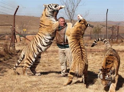 Tamanho De Um Tigre