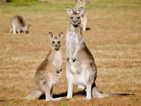 7,200+ Kangaroo Face Stock Photos, Pictures & Royalty-Free Images - iStock