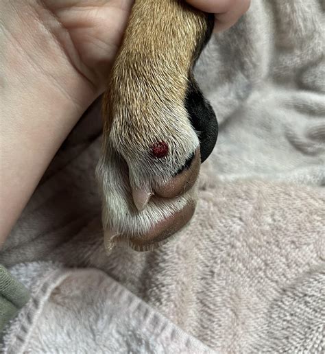 Picked pup up from daycare they said playing too rough and it started