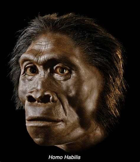 Homo habilis - reconstruction by John Gurche | Homo habilis, Storia ...