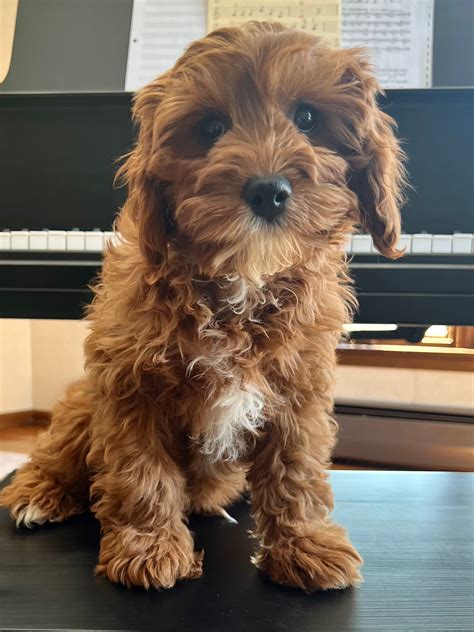 Are Cavapoos Barkers