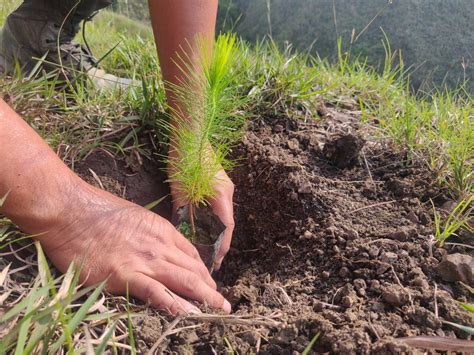 ~ Adopt A Hill Project - Planting trees for a resilient future 🌱🌲~ On