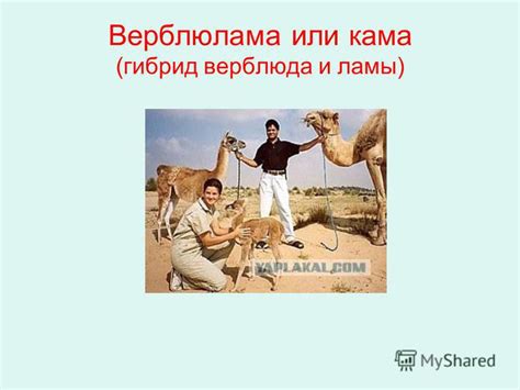 Презентация на тему: "Верблюдоводство. Верблюды - выносливые, мощные ...