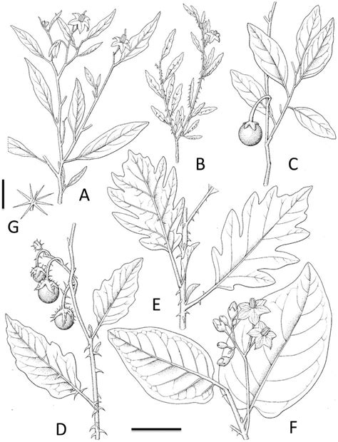 sample  form  leaf variation  solanum campylacanthum arich