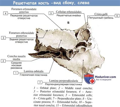 Анатомия: Решетчатая кость.