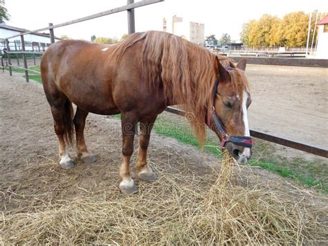 The Russian Draft Horse,Russian Heavy Draft Russian: Russian Heavy ...