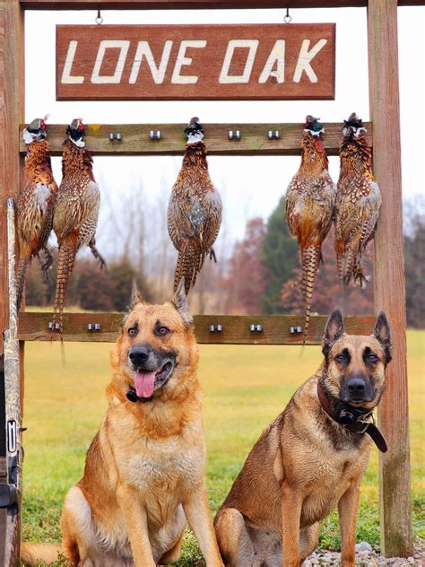 Hunting Dog Training Columbus Ohio | Protection Dog Training Ohio