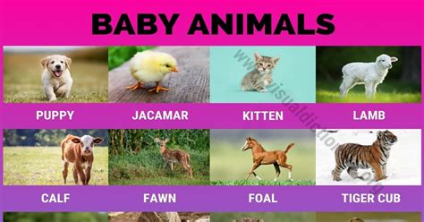 Baby Animals: Great List of 18 Cute Baby Animals with Their Parents ...