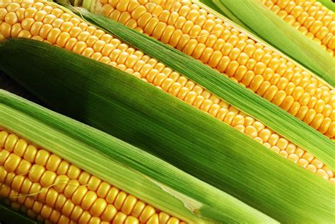 Corn | 16 Healthy Reasons Summer is the Best Season | POPSUGAR Fitness ... 