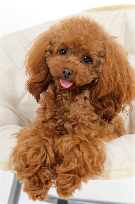 Toy Poodle Haircuts Pictures - Huxtable The Poodle | Toy Poodle Blog | Parti Poodle ...