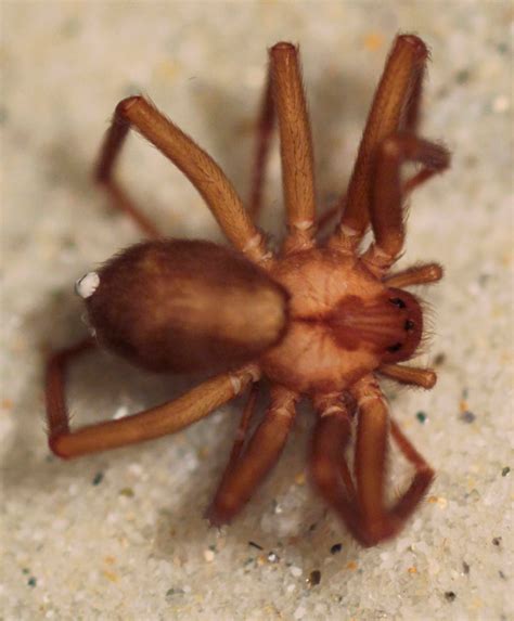 Brown Recluse Anatomy