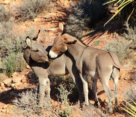 What is a Wild Burro (Equus Asinus) | Southwest Explorers