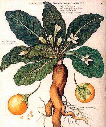 Mandrágora | Botanical illustration, Botanical drawings, Botanical art