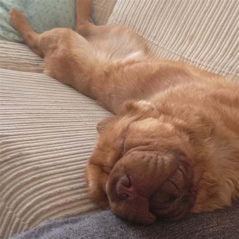 The Fluffy-Coat Shar-Pei Is A Thing, And It’s The Most Adorable Bear ...