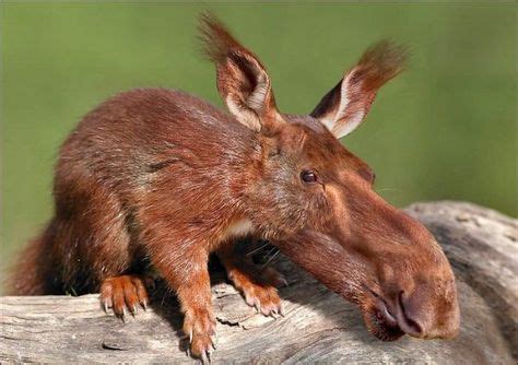 Animorphs | MORPHYANIMALS | Photoshopped animals, Animal mashups, Animals