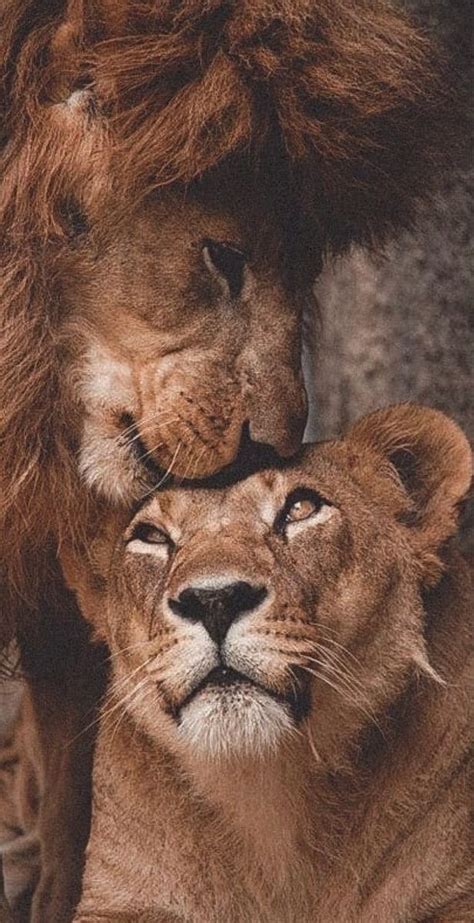 Lion couple wallpaper celebrating the bond between lions in the wild ...