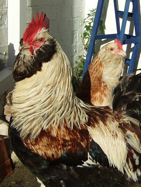 12 Baka Ayam Unik Dari Seluruh Dunia - Peristiwa Dunia , Mitos ...