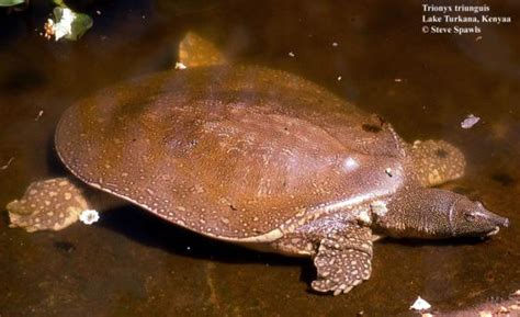 Trionyx triunguis | The Reptile Database