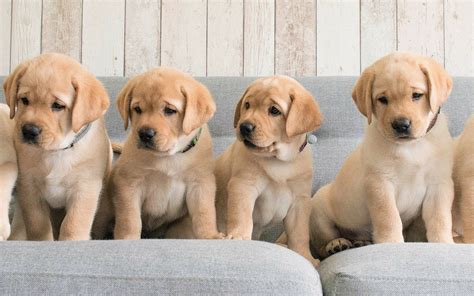 Labrador Retriever Puppies HD Wallpaper | Hintergrund | 1920x1200 | ID ...