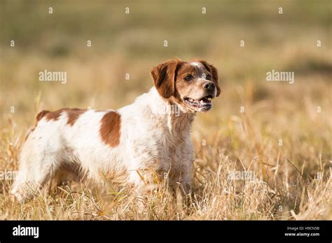 A French Brittany Spaniel Hunting Dog Stock Photo - Alamy