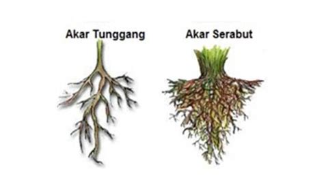 macam macam akar tumbuhan