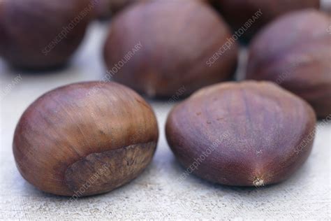 Sweet chestnuts - Stock Image - H110/4394 - Science Photo Library