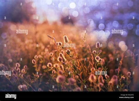 Summer flowers on the meadow Stock Photo - Alamy