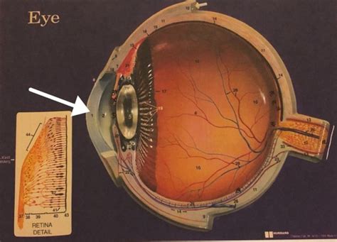 eye purple model flashcards quizlet