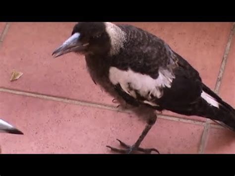 Loud magpie baby : r/magpies