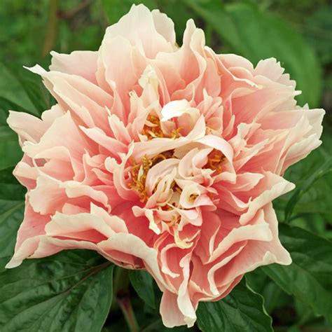 Majesty’s Star | American Peony Society
