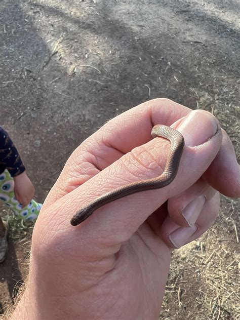 Sharp tailed snake? : r/whatsthissnake