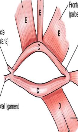 Extraocular muscles, corneal, and periocular innervation Flashcards ...