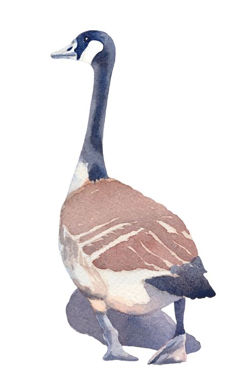 Canada geese. Watercolor. :: Behance