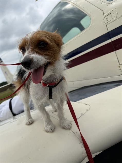 Great Dog Rescue New... - Great Dog Rescue New England