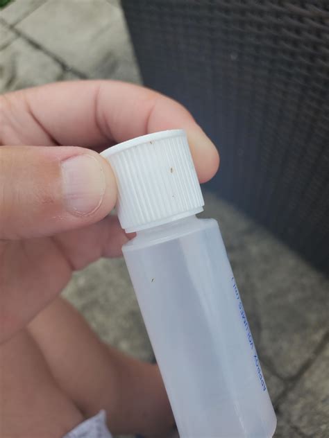 Very small, tan, flying bugs : r/whatsthisbug