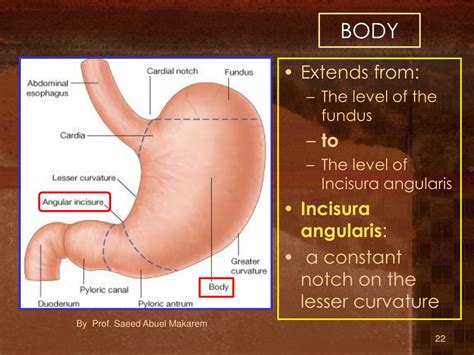 PPT - ESOPHAGUS & STOMACH PowerPoint Presentation, free download - ID ...
