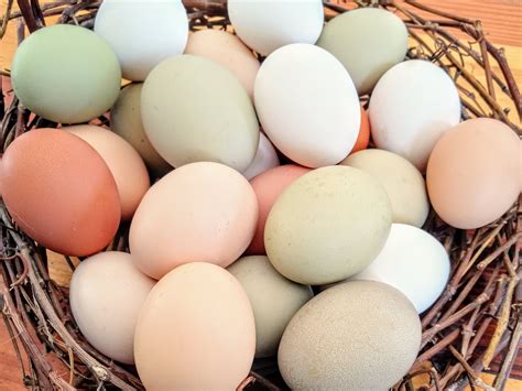Chicken Eggs vs Duck Eggs: A Healthy Comparison — Heartway Farms