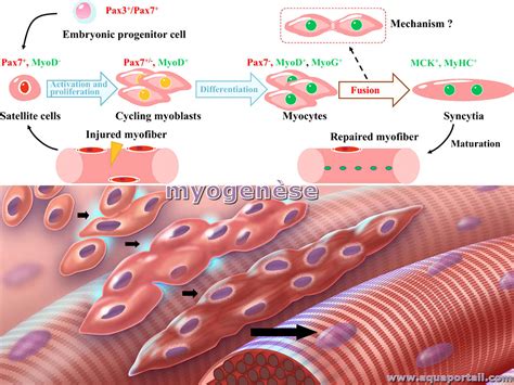 Myogenesis Wikipedia, 57% OFF | www.micoope.com.gt
