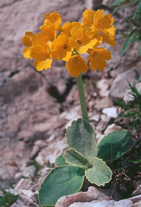 Flower Gallery :: Primulaceae :: 607_34