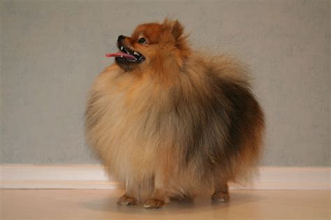 Клуб "Кинология" • Клуб "Кинология" • Клуб "Кинология" • Клуб "Кинология"