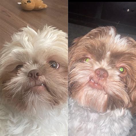 Daily dose of teefs and lip curl featuring Jio and Jia ♥️ : r/Shihtzu