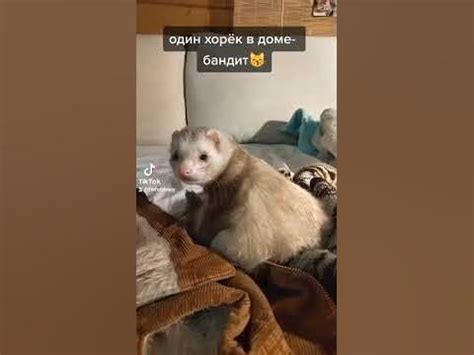 Бяки-буки - YouTube