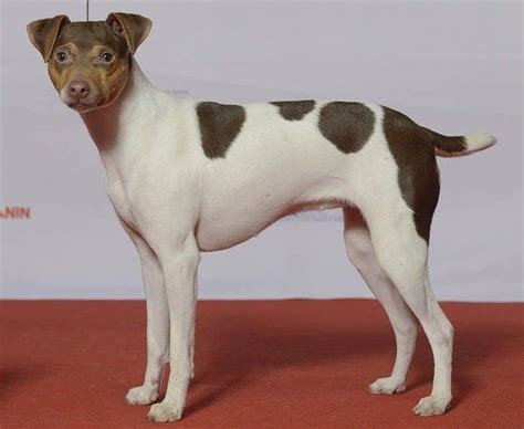 10 Cute Dog Breeds that Are Born Without a Tail | Animales