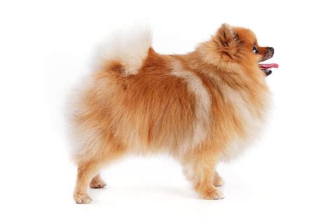 spitz stock  images  backgrounds