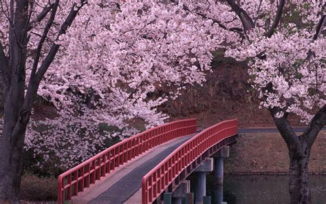 moonlightrainbow | Cherry blossom wallpaper, Blossom trees, Tree hd ...