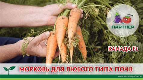 МОРКОВЬ ДЛЯ ЛЮБОГО ТИПА ПОЧВ. КАНАДА F1 - YouTube
