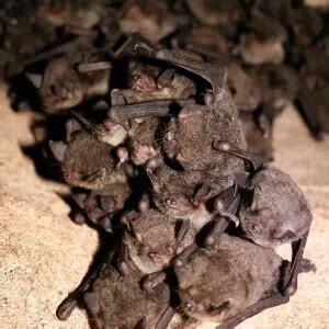 gray bat facts diet habitat pictures  animaliabio
