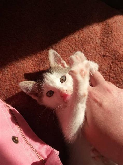 Коте си търси дом - Котки Обяви за осиновяване